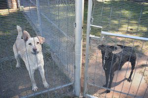 Doggies looking for a mom.