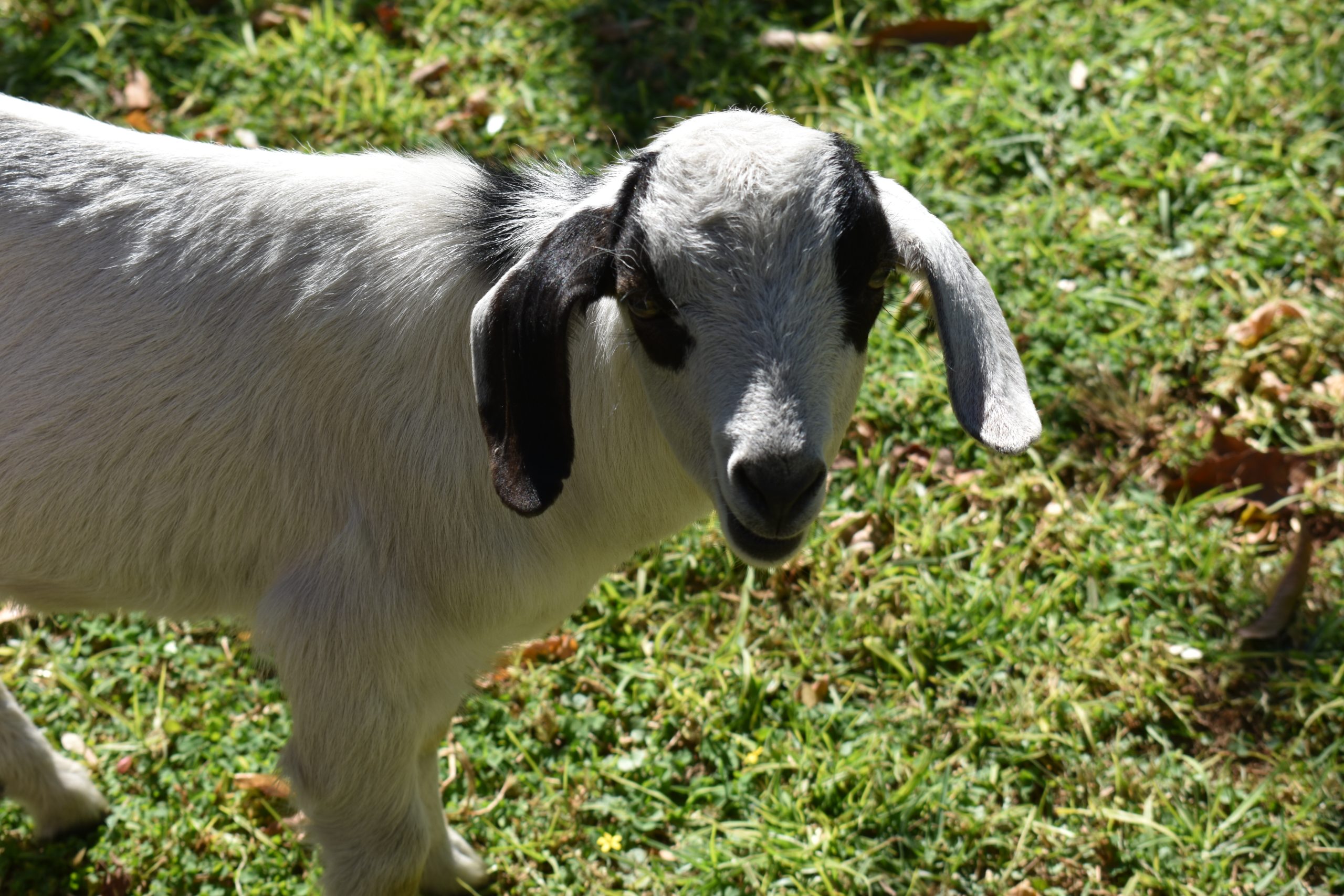 Alexandra goat looking for a home.