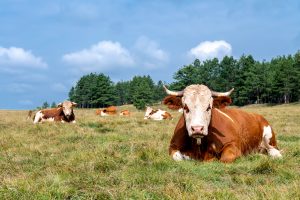 Cattle.Wirestock | Magnific.com