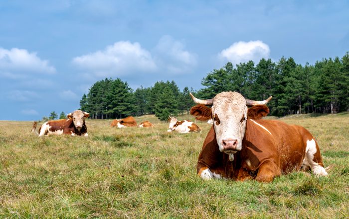 Cattle. Wirestock | Magnific.com